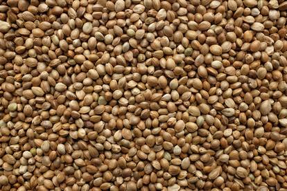 hemp-seeds.jpg